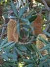 Banksia conferta