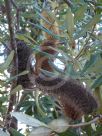 Banksia conferta