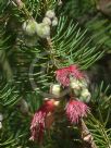 Calothamnus rupestris