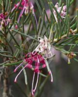 Hakea verrucosa