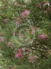 Hakea verrucosa