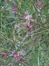 Hakea verrucosa