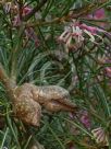 Hakea verrucosa