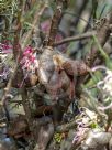 Hakea verrucosa