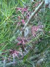 Hakea verrucosa