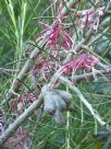 Hakea verrucosa