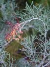 Grevillea Flame 'n Beauty