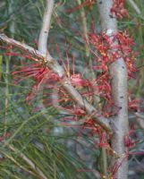 Hakea orthorrhyncha filiformis