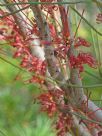 Hakea orthorrhyncha filiformis