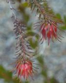 Darwinia masonii