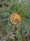 Dryandra fraseri fraseri