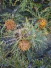 Dryandra fraseri fraseri