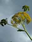 Ferula communis glauca