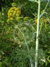 Ferula communis glauca