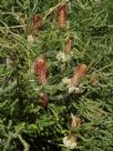 Banksia ericifolia Bronzed Aussie