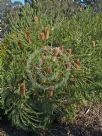 Banksia ericifolia Bronzed Aussie