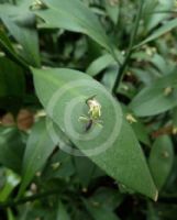 Ruscus microglossus