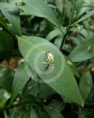 Ruscus microglossus