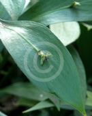 Ruscus hypophyllum