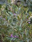 Hovea lorata