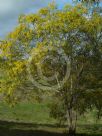 Acacia longispicata