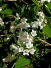 Weigela florida Alba