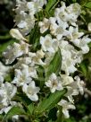 Weigela florida Alba