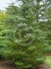 Abies koreana Silberlocke