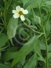 Bidens aurea