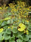 Farfugium japonicum