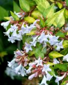 Abelia grandiflora Gold Spot Group