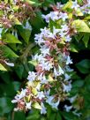 Abelia grandiflora Gold Spot Group