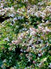 Abelia grandiflora Gold Spot Group