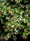 Abelia grandiflora Gold Spot Group