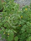 Abutilon leucopetalum