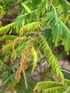 Acacia trachyphloia