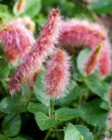 Acalypha herzogiana Pink Candles