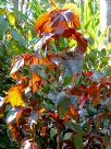 Acalypha wilkesiana Raggedy Ann