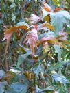 Acalypha wilkesiana Raggedy Ann