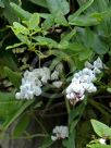 Hardenbergia comptoniana White Lace