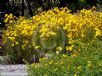 Helianthus angustifolius