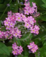 Myosotis sylvatica Rosylva