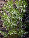 Boronia heterophylla Moonglow