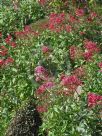 Centranthus ruber coccineus