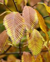 Acer carpinifolium