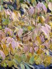 Acer carpinifolium