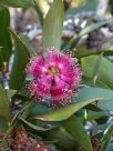 Melaleuca quinquenervia red flowered form