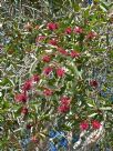 Melaleuca quinquenervia red flowered form