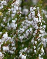 Erica carnea Alba