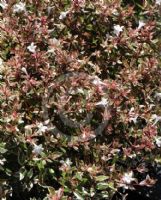 Abelia grandiflora Francis Mason